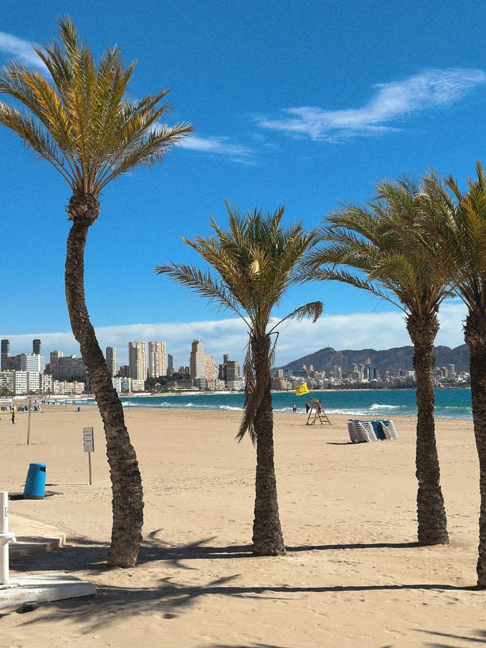gallery-1 Scenic beachfront with palm trees and city skyline under a clear blue sky.